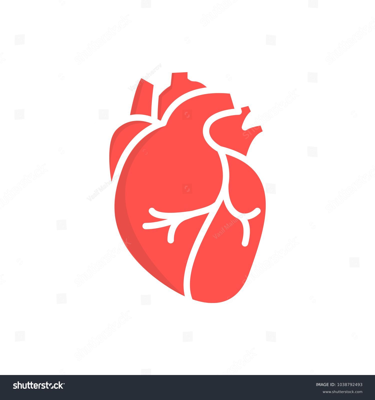 kidney-image