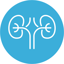 kidney-image