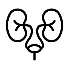 kidney-image